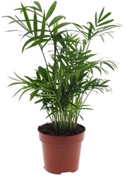 künstlicher weihnachtsbaum schmal mit beleuchtung Salcar PVC Künstlicher Weihnachtsbaum Schmal, Klappsystem & Ständer –  sekeymall main image 0