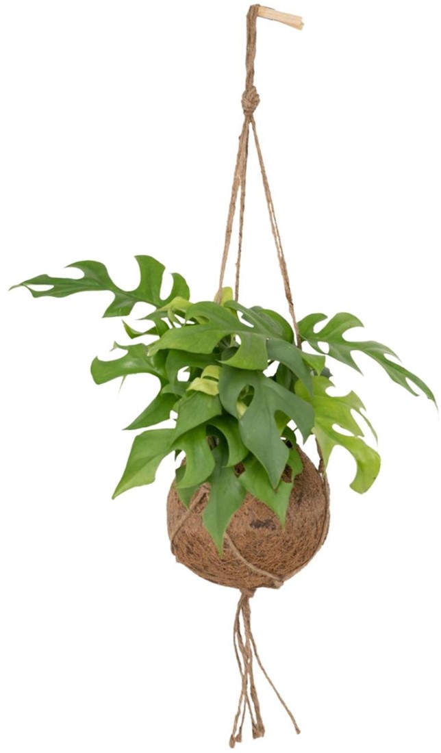 santolina plant Green Santolina