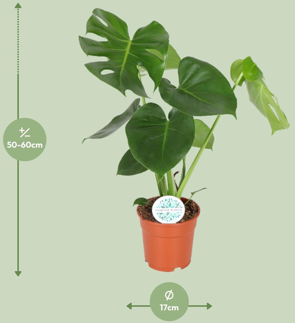 Monstera Deliciosa - 17cm - 55cm kaufen? Schnelle Lieferung und gnstige  Preise bei Blumenzwiebelnversand.de