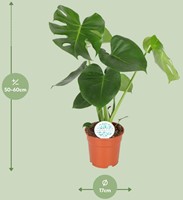 Monstera Deliciosa - 17cm - 55cm kaufen? Schnelle Lieferung und gnstige  Preise bei Blumenzwiebelnversand.de