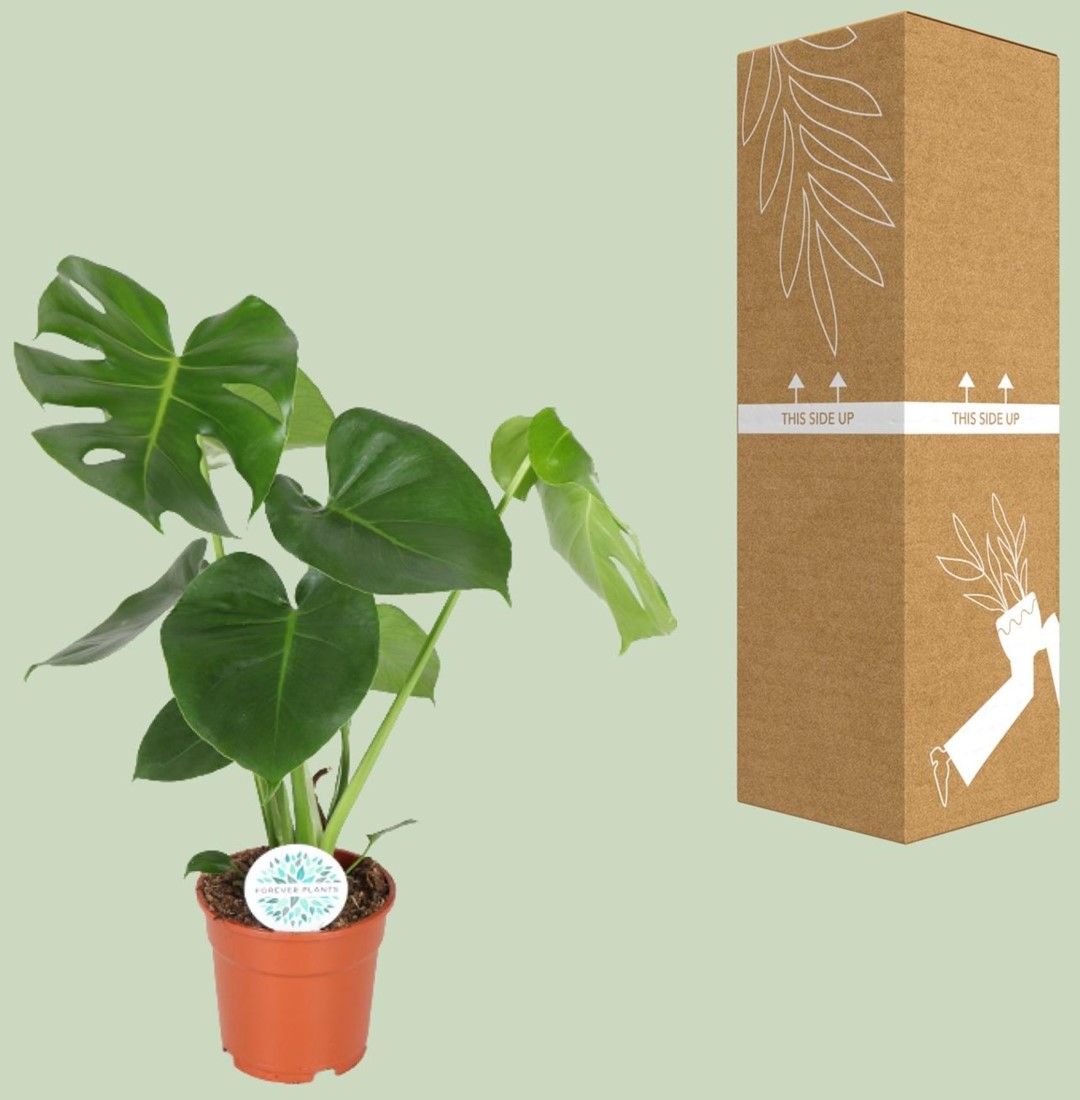 Monstera Deliciosa - 17cm - 55cm kaufen? Schnelle Lieferung und gnstige  Preise bei Blumenzwiebelnversand.de