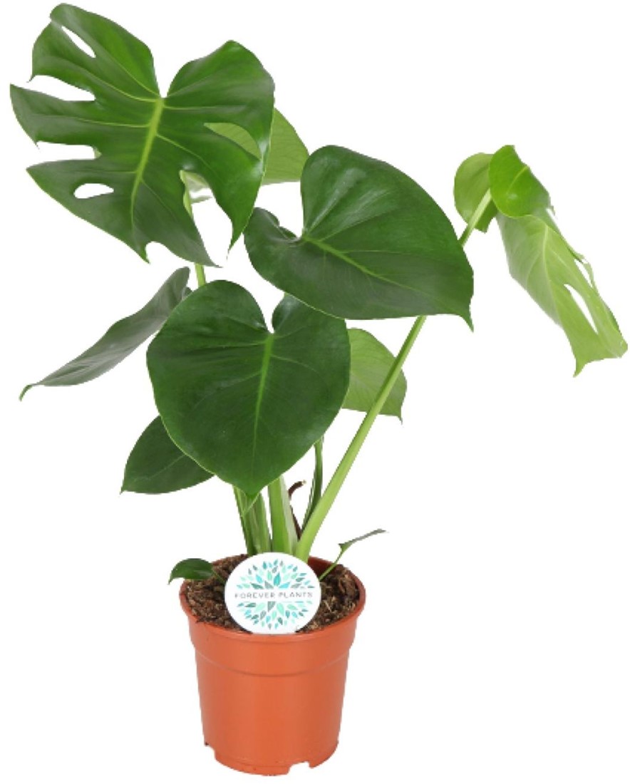 Monstera Deliciosa - 17cm - 55cm kaufen? Schnelle Lieferung und gnstige  Preise bei Blumenzwiebelnversand.de