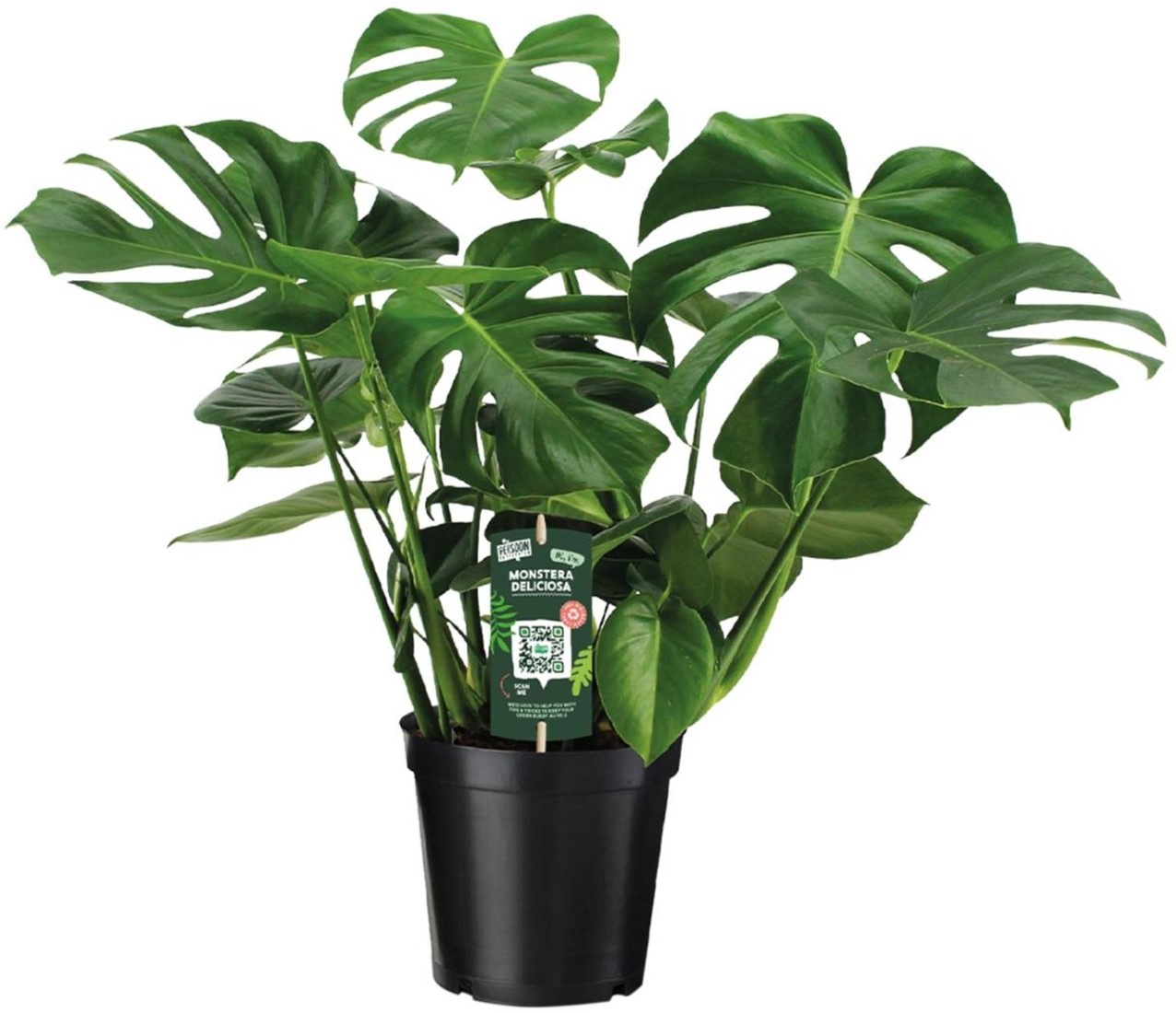 philodendron lynnhannoniae Philodendron lynnhannoniae #1586 *require high humidity