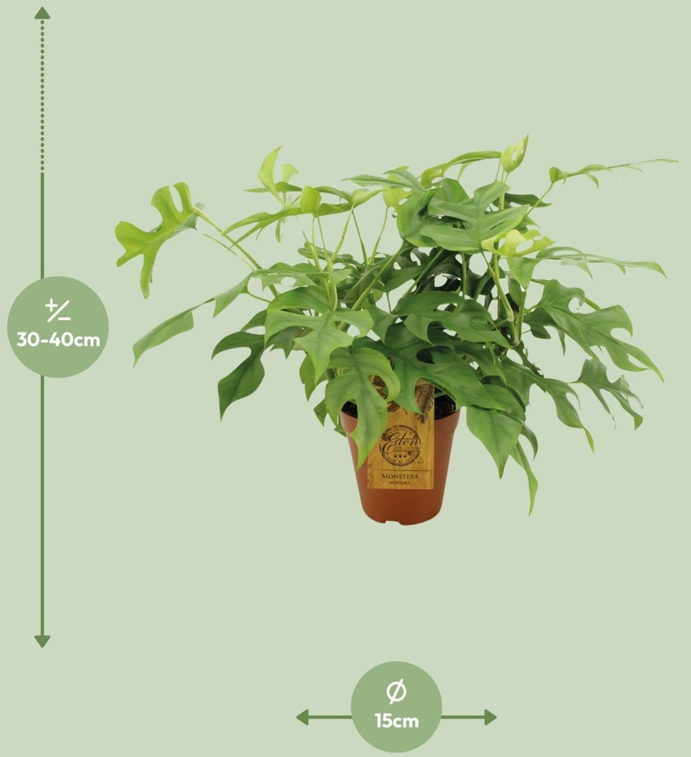 silk philodendron 5'3