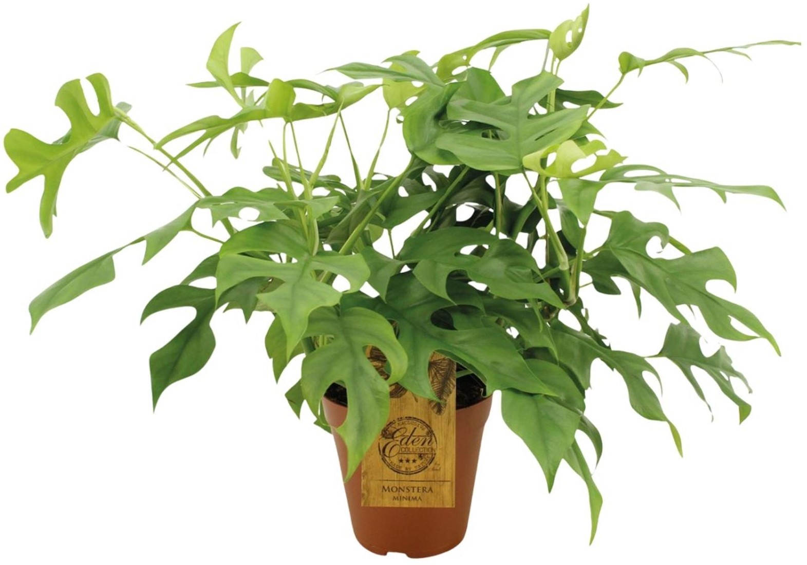 photinia hecke kaufen Photinia fraseri Red Robin Pflanzen-Set 17cm 55cm kaufen