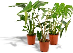 Paradiesvogelblume Kaufen? Strelitzia Bestellen Online