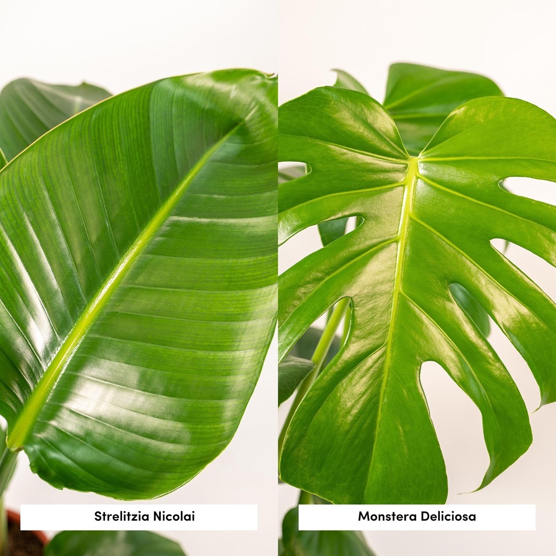 Strelitzia + Monstera kaufen? Schnelle Lieferung und gnstige Preise bei  Blumenzwiebelnversand.de