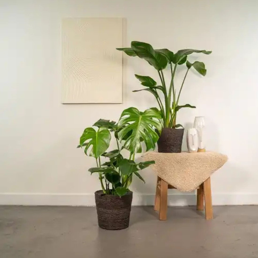Strelitzia + Monstera kaufen? Schnelle Lieferung und gnstige Preise bei  Blumenzwiebelnversand.de