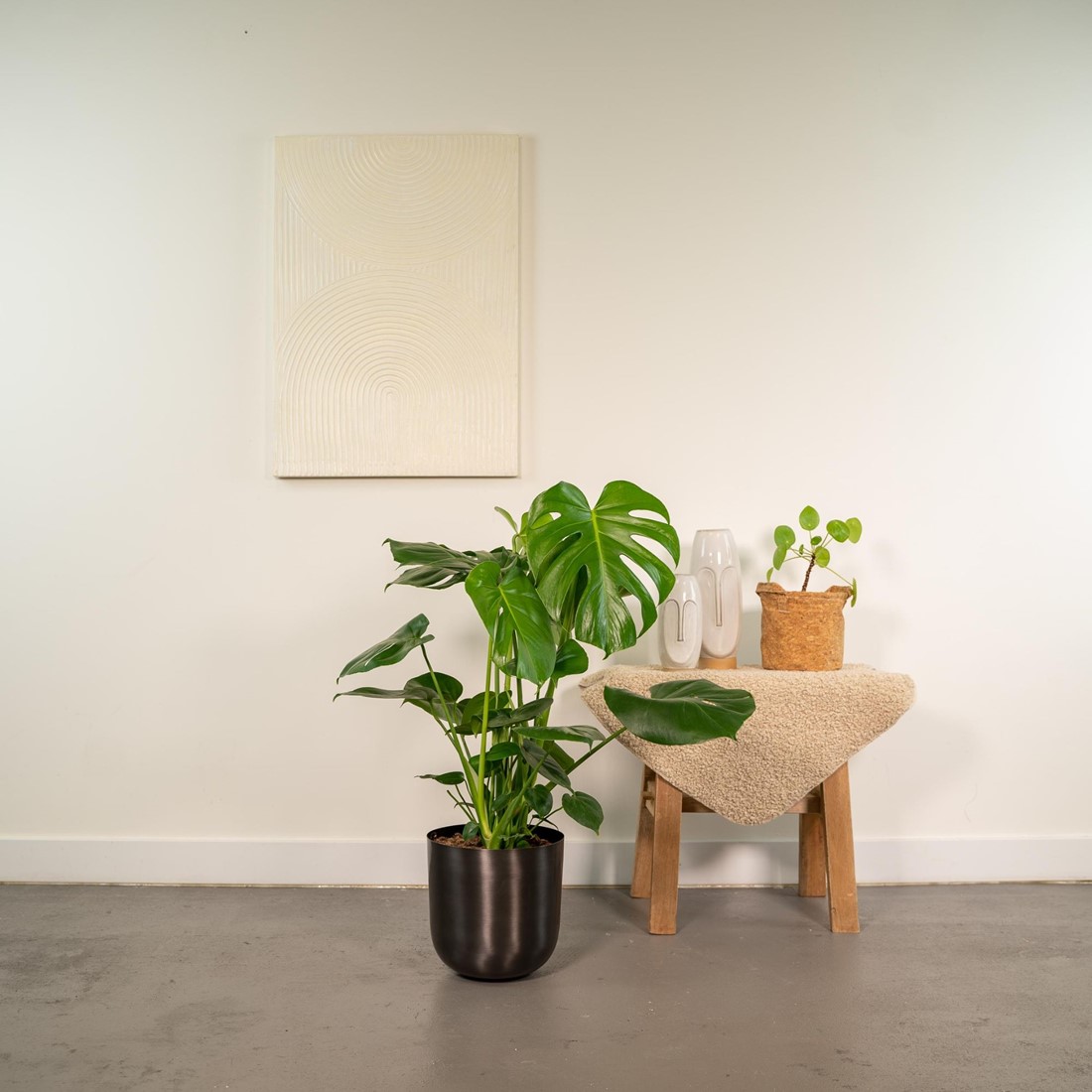 Monstera Deliciosa - 80cm - 21cm + Topf Mayk Lead
