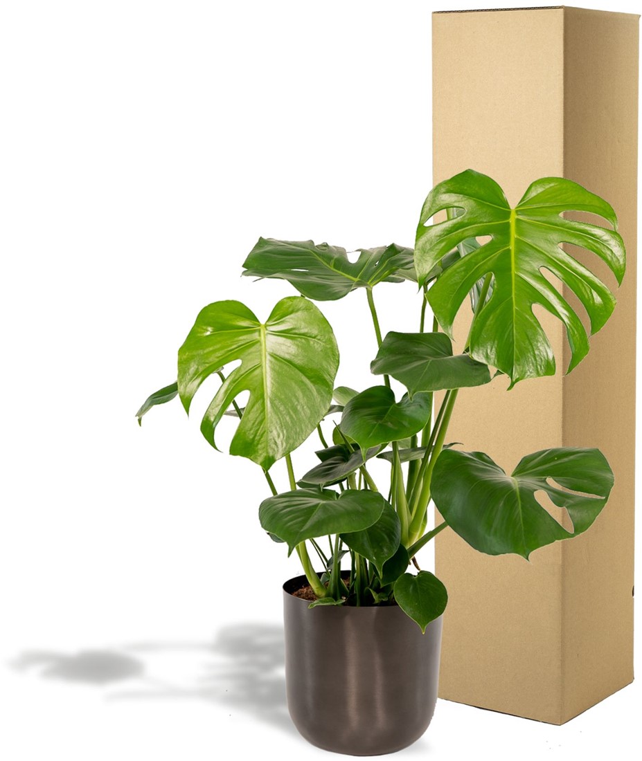 Monstera Deliciosa - 80cm - 21cm + Topf Mayk Lead