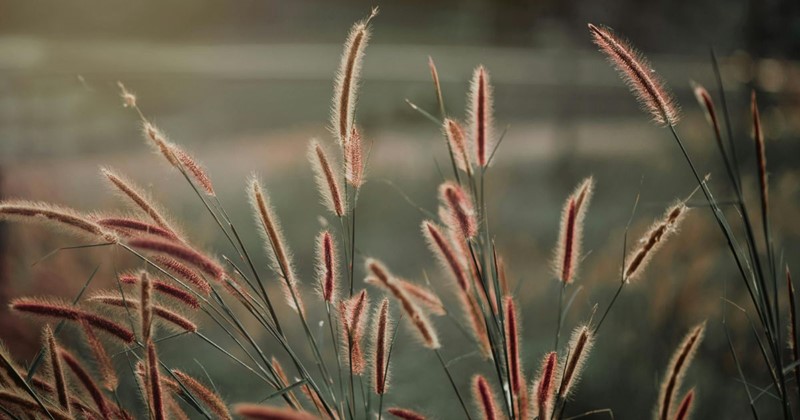 Gartenarbeiten im August mit Modeste Herwig: Ziergräser, Sommerstecklinge, Ernte und Tipps gegen Selbstaussaat