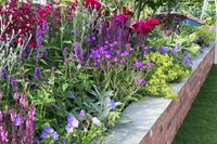 Garten Border Langblühendes Beet Modeste Herwig (66 pflanzen)