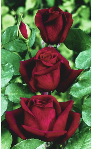 Rose Mister lincoln - Rosen