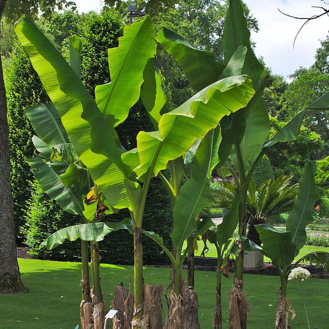 Musa Basjoo - Japanische Faserbanane kaufen? Schnelle Lieferung und  gnstige Preise bei Blumenzwiebelnversand.de