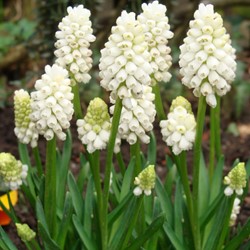 Traubenhyazinthe Botryoides Album - Muscari