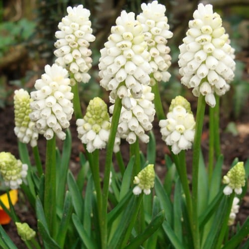Traubenhyazinthe Botryoides Album - Muscari