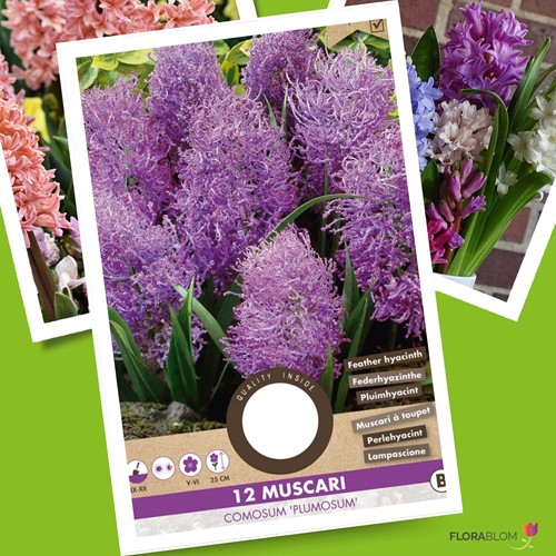 Muscari comosum Plumosum - Federhyazinthe
