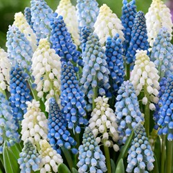 Traubenhyazinthen Mischung - Muscari (Großpackung)