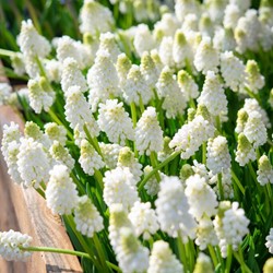 Traubenhyazynthen White Magic – Muscari (XL-Packung)