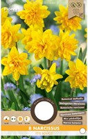 Narzisse Tête Bouclé - Narcissus-2