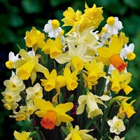 Narzissen Botanisch Misschung (Großpackung)