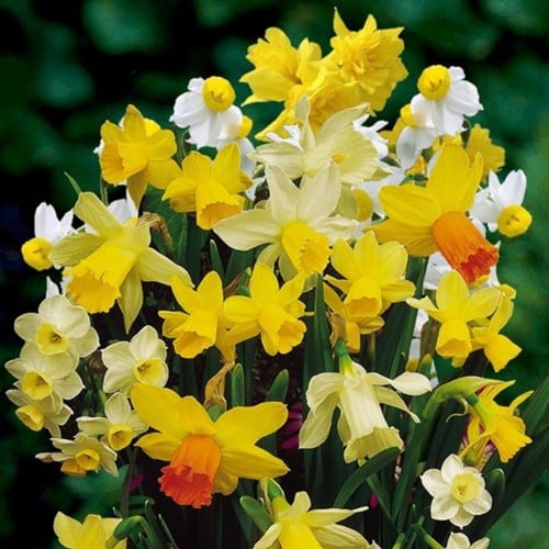 Narzissen Botanisch Misschung (Großpackung)