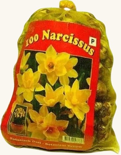 Narzissen Botanisch (XL-Packung)