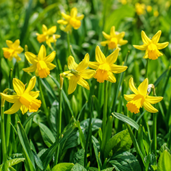 Narcissen Botanisch (XL-Verpakking) - Narcissus