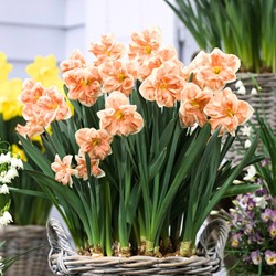 Narcissus Apricot Whirl – Narzisse