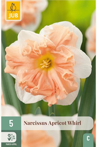 Narcissus Apricot Whirl – Narzisse