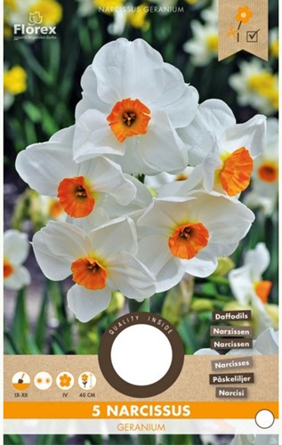 Narzisse Geranium
