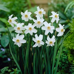 Narzisse Recurvus