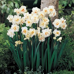 Narzisse Sir Winston Churchill - Narcissus