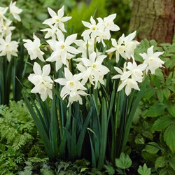 Narcissus Thalia – Narzissen BIO