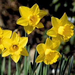 Großblumige gelbe Narzissen