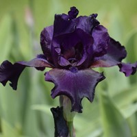 Iris germanica Night Owl - Schwertlilie