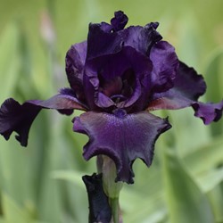 Iris germanica Night Owl - Schwertlilie