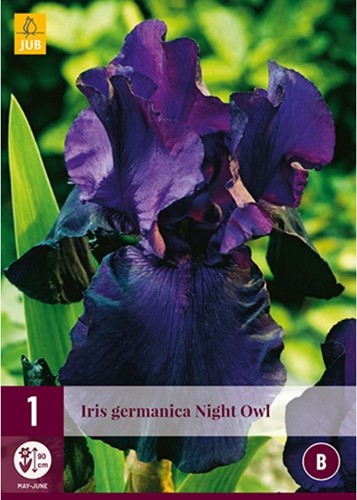 Iris germanica Night Owl - Schwertlilie-2