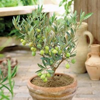 Olivenbaum - Olea europaea