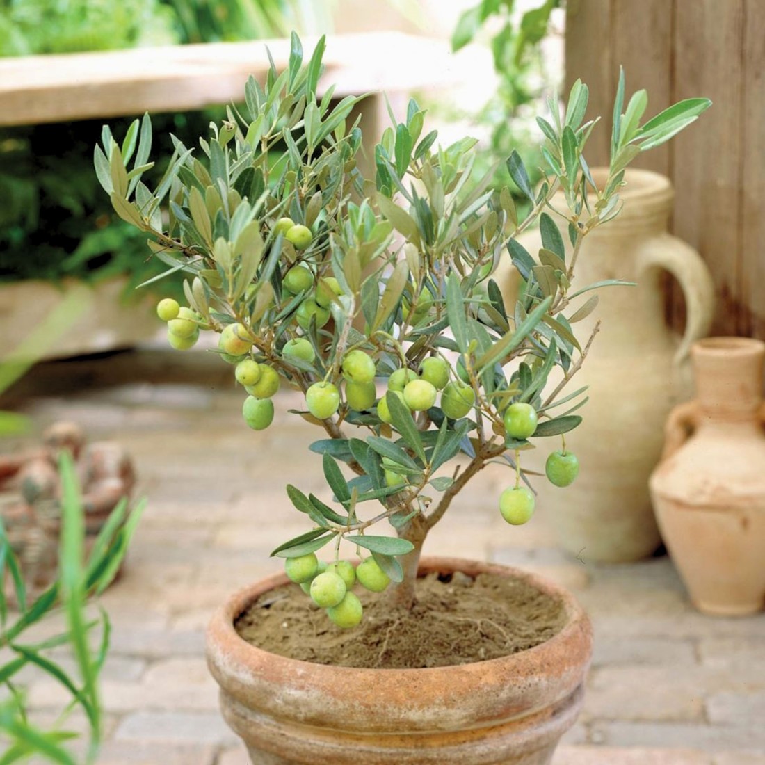 olivenbaum kaufen balkon Olivenbaum-Stämmchen 100-120 cm – Mediterraner Olivenbaum für Garten,  Balkon & Terrasse main image 1