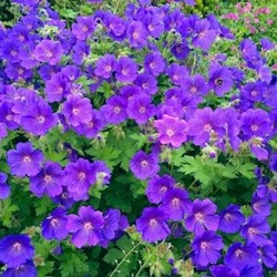 Storchschnabel Johnson's Blue - Geranium Sanguineum