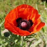 Orientalischer Mohn