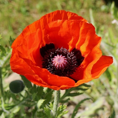 Orientalischer Mohn