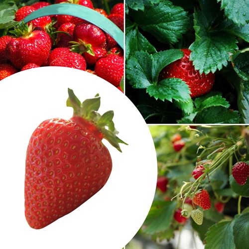 20x Erdbeerpflanzen Ostara – Fragaria