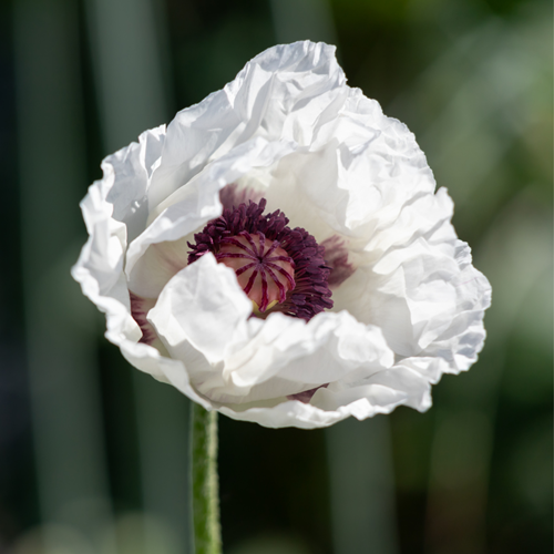 Papaver Orientale Perry's White – Garten-Mohn