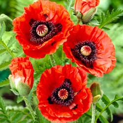 Papaver orientale Rembrandt – Garten-Mohn (Dreierpack)