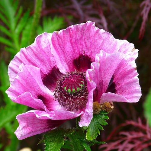 Mohnblume Patty's Plum - Papaver orientale