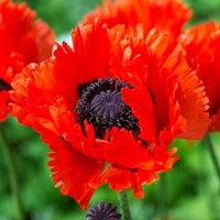 Papaver Türkenlouis - Garten-Mohn