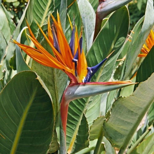 Paradiesvogelblume (Königin-Strelitzie) - Strelitzia reginae