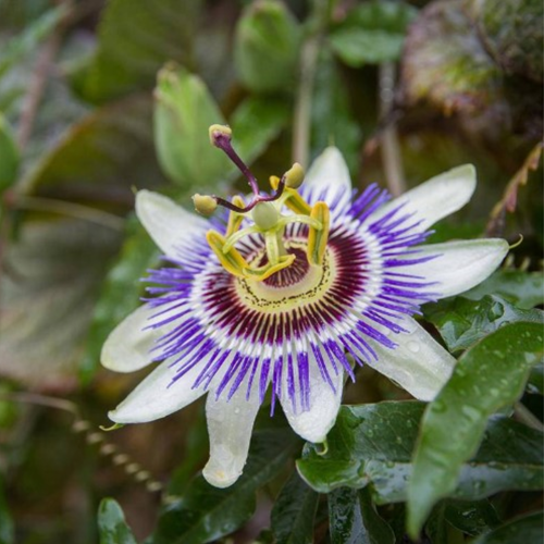 Passiflora Edulis - Passionsblumen